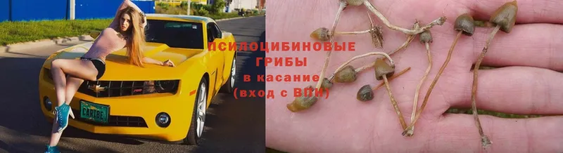 Псилоцибиновые грибы Psilocybe  это как зайти  Заозёрный 